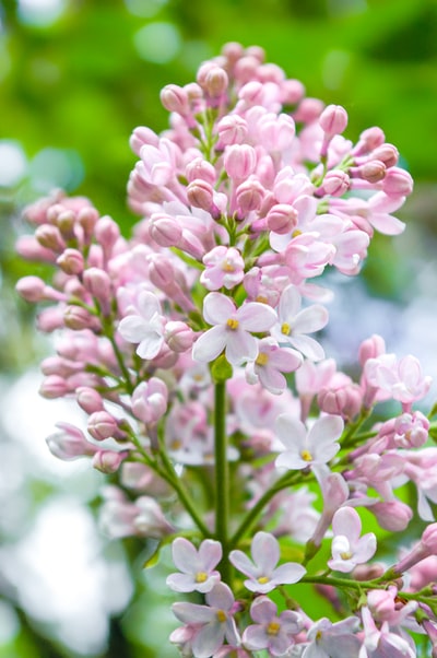 倾斜移位镜头中的粉色和白色花朵